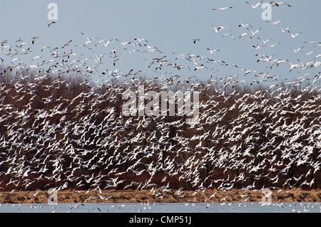 Riesige Schwärme von Schneegänsen ausziehen. Stockfoto