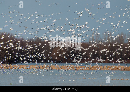 Riesige Schwärme von Schneegänsen ausziehen. Stockfoto