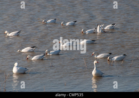 Schneegänse in einem überschwemmten Feld. Stockfoto