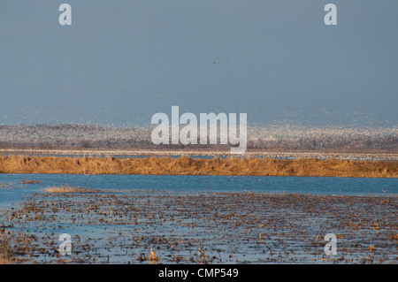 Riesige Schwärme von Schneegänsen ausziehen. Stockfoto