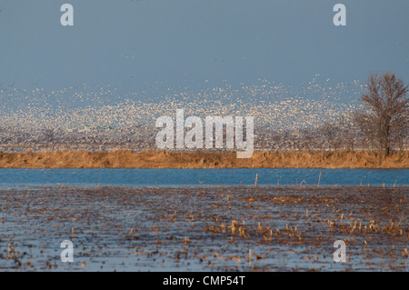 Riesige Schwärme von Schneegänsen ausziehen. Stockfoto