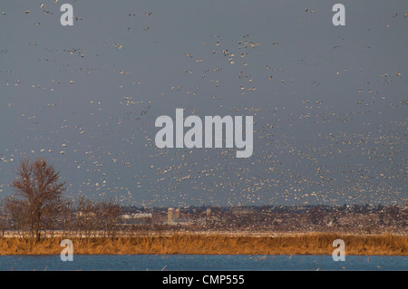 Riesige Schwärme von Schneegänsen ausziehen. Stockfoto