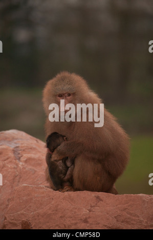 Hamadryas Pavian (Papio Hamadryas) Mutter und Kind Stockfoto