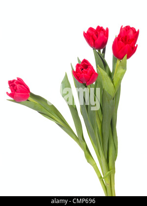 Bouquet von roten Tulpen auf dem weißen Hintergrund Stockfoto