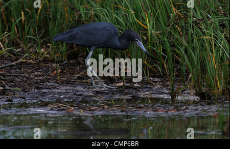 Heron, little Blue, Egretta Caerulea, in das seichte Wasser der Lagune und Sumpf der Fort De Soto Jagd auf Fische oder andere Lebensmittel, Stockfoto