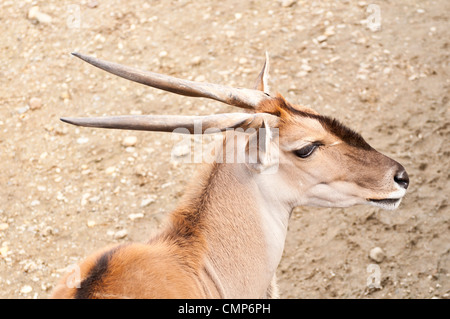 Porträt der Antilope im Zoo-Feld Stockfoto