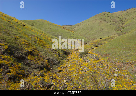 Wildblumen wachsen auf einem Hügel in Zentral-Kalifornien, unter einem klaren, blauen Himmel. Stockfoto