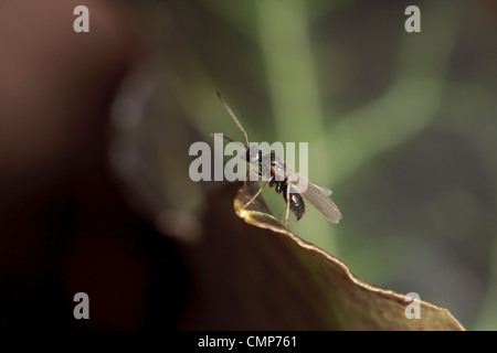 Eine männliche falschen Honig-Ameise (Prenolepis Imparis) bereitet die Flucht zu ergreifen. Stockfoto