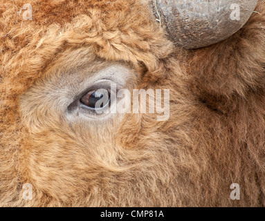 Kuh-Auge-Makroaufnahme Stockfoto