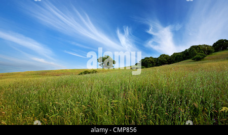 Schönen Himmel, einsamer Baum und grünen Bereich in Zentralkalifornien im Sommer Stockfoto