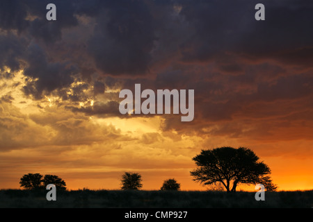 Sonnenuntergang mit Silhouette afrikanischen Akazien, Kgalagadi Transfrontier Park, Südafrika Stockfoto