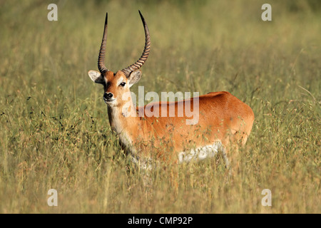 Eine männliche rote Lechwe-Antilopen (Kobus Leche), Südliches Afrika Stockfoto