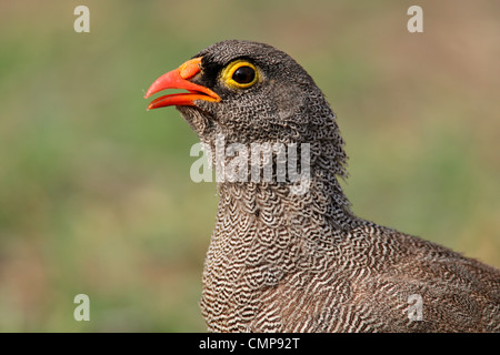 Porträt von einem rot-billed Francolin (Pternistis Adspersus), Südliches Afrika Stockfoto