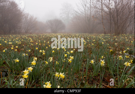 Wilde Narzissen an einem nebligen Morgen in Teign Valley, Dunsford und Meadhaydown Woods, Dartmoor, Devon Stockfoto