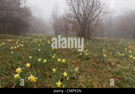 Wilde Narzissen an einem nebligen Morgen in Teign Valley, Dunsford und Meadhaydown Woods, Dartmoor, Devon Stockfoto
