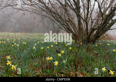 Wilde Narzissen an einem nebligen Morgen in Teign Valley, Dunsford und Meadhaydown Woods, Dartmoor, Devon Stockfoto
