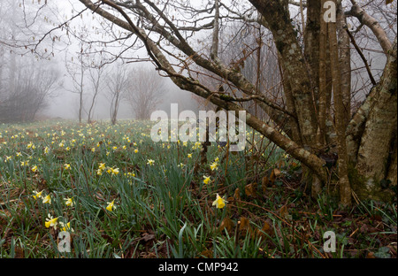 Wilde Narzissen an einem nebligen Morgen in Teign Valley, Dunsford und Meadhaydown Woods, Dartmoor, Devon Stockfoto