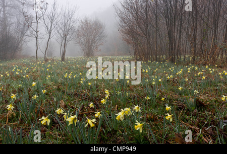 Wilde Narzissen an einem nebligen Morgen in Teign Valley, Dunsford und Meadhaydown Woods, Dartmoor, Devon Stockfoto