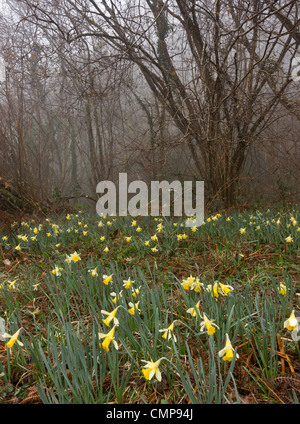 Wilde Narzissen an einem nebligen Morgen in Teign Valley, Dunsford und Meadhaydown Woods, Dartmoor, Devon Stockfoto