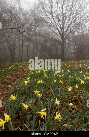 Wilde Narzissen an einem nebligen Morgen in Teign Valley, Dunsford und Meadhaydown Woods, Dartmoor, Devon Stockfoto