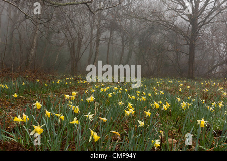 Wilde Narzissen an einem nebligen Morgen in Teign Valley, Dunsford und Meadhaydown Woods, Dartmoor, Devon Stockfoto
