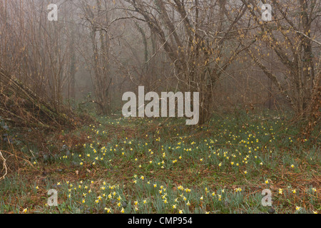 Wilde Narzissen an einem nebligen Morgen in Teign Valley, Dunsford und Meadhaydown Woods, Dartmoor, Devon Stockfoto