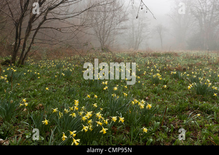 Wilde Narzissen an einem nebligen Morgen in Teign Valley, Dunsford und Meadhaydown Woods, Dartmoor, Devon Stockfoto