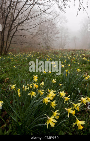Wilde Narzissen an einem nebligen Morgen in Teign Valley, Dunsford und Meadhaydown Woods, Dartmoor, Devon Stockfoto
