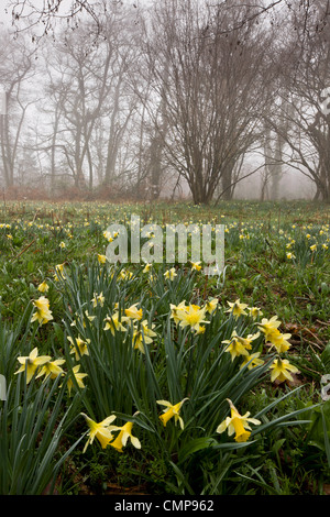 Wilde Narzissen an einem nebligen Morgen in Teign Valley, Dunsford und Meadhaydown Woods, Dartmoor, Devon Stockfoto