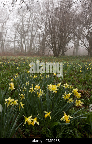 Wilde Narzissen an einem nebligen Morgen in Teign Valley, Dunsford und Meadhaydown Woods, Dartmoor, Devon Stockfoto