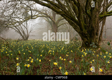 Wilde Narzissen an einem nebligen Morgen in Teign Valley, Dunsford und Meadhaydown Woods, Dartmoor, Devon Stockfoto