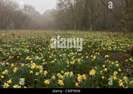 Wilde Narzissen an einem nebligen Morgen in Teign Valley, Dunsford und Meadhaydown Woods, Dartmoor, Devon Stockfoto