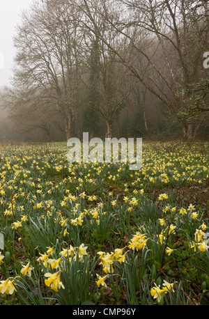 Wilde Narzissen an einem nebligen Morgen in Teign Valley, Dunsford und Meadhaydown Woods, Dartmoor, Devon Stockfoto