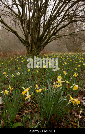 Wilde Narzissen an einem nebligen Morgen in Teign Valley, Dunsford und Meadhaydown Woods, Dartmoor, Devon Stockfoto