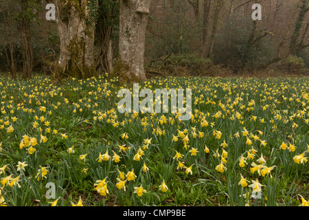 Wilde Narzissen an einem nebligen Morgen in Teign Valley, Dunsford und Meadhaydown Woods, Dartmoor, Devon Stockfoto