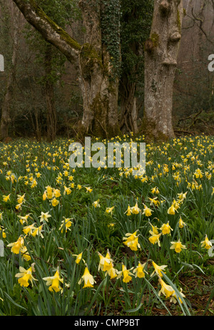 Wilde Narzissen an einem nebligen Morgen in Teign Valley, Dunsford und Meadhaydown Woods, Dartmoor, Devon Stockfoto