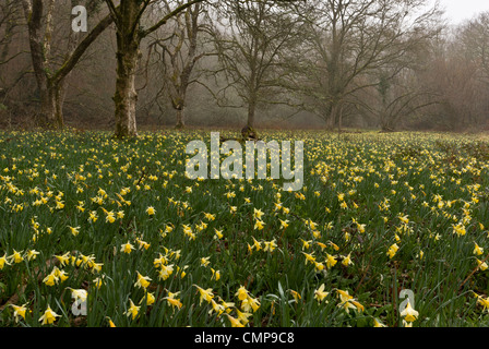 Wilde Narzissen an einem nebligen Morgen in Teign Valley, Dunsford und Meadhaydown Woods, Dartmoor, Devon Stockfoto