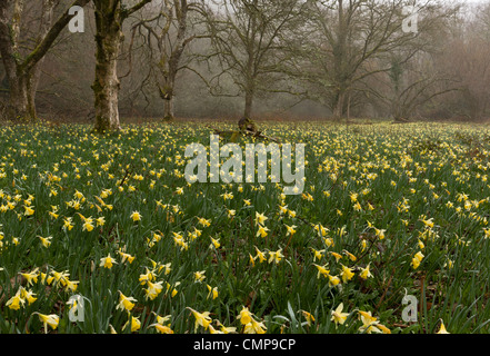 Wilde Narzissen an einem nebligen Morgen in Teign Valley, Dunsford und Meadhaydown Woods, Dartmoor, Devon Stockfoto