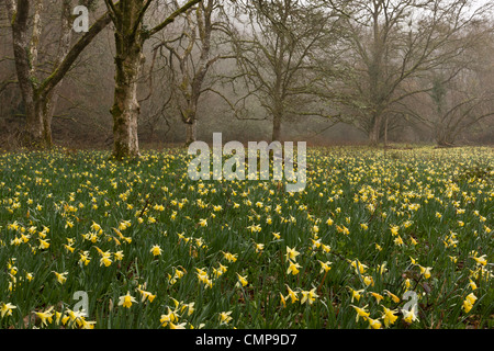 Wilde Narzissen an einem nebligen Morgen in Teign Valley, Dunsford und Meadhaydown Woods, Dartmoor, Devon Stockfoto