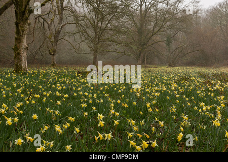 Wilde Narzissen an einem nebligen Morgen in Teign Valley, Dunsford und Meadhaydown Woods, Dartmoor, Devon Stockfoto
