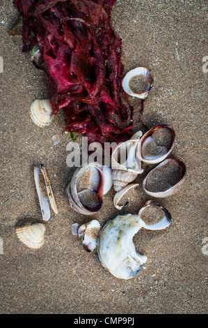 Nahaufnahme von Muscheln am Strand mit Rotalgen. Stockfoto