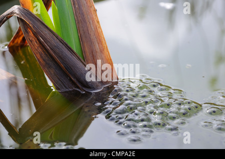 Frosch/Kröte in Zuteilung Teich in Schottland, UK laichen. Stockfoto