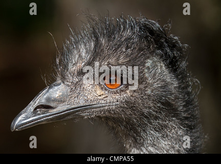 Emu (Dromaius Novaehollandiae) auf einem Bauernhof in Hanmer Springs. Stockfoto