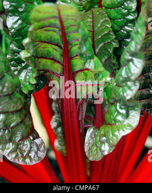 Beta Vulgaris Rhabarber Ruby Mangold Nahaufnahmen Pflanzen Porträts essbaren Gemüse wachsen helle rote Adern geäderten grünen Blättern stammt Stockfoto