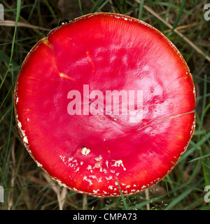 Fly Agaric (Amanita Muscaria) wächst in Wäldern in Hanmer Springs, Neuseeland Stockfoto