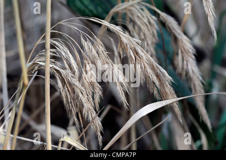 Calamagrostis Emodensis Syn Graminea sp Nepal Rasen Gräser Seedhead Seedheads Winter architektonischem Interesse Stockfoto