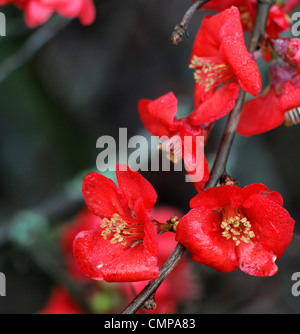 Chaenomeles Speciosa Ätna Quitte Blüte Frühling Closeup selektiven Fokus Pflanze Porträts rote Blumen Blüten Sträucher Frostschäden Stockfoto