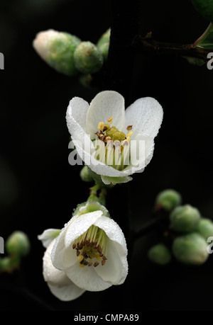 Chaenomeles Speciosa Ätna Quitte Blüte Frühling Closeup selektiven Fokus Pflanzenportraits weiße Blumen Blüten Sträucher Stockfoto