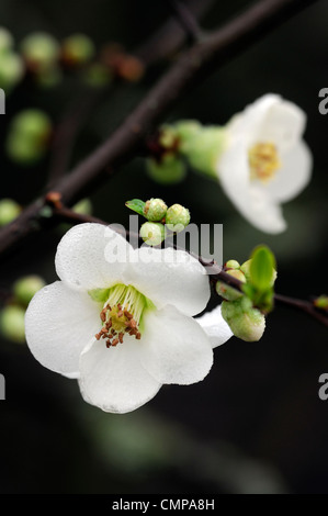 Chaenomeles Speciosa Ätna Quitte Blüte Frühling Closeup selektiven Fokus Pflanzenportraits weiße Blumen Blüten Sträucher Stockfoto
