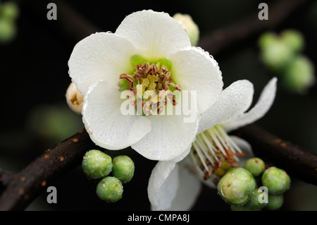 Chaenomeles Speciosa Ätna Quitte Blüte Frühling Closeup selektiven Fokus Pflanzenportraits weiße Blumen Blüten Sträucher Stockfoto